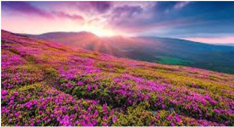 VALLEY OF FLOWERS